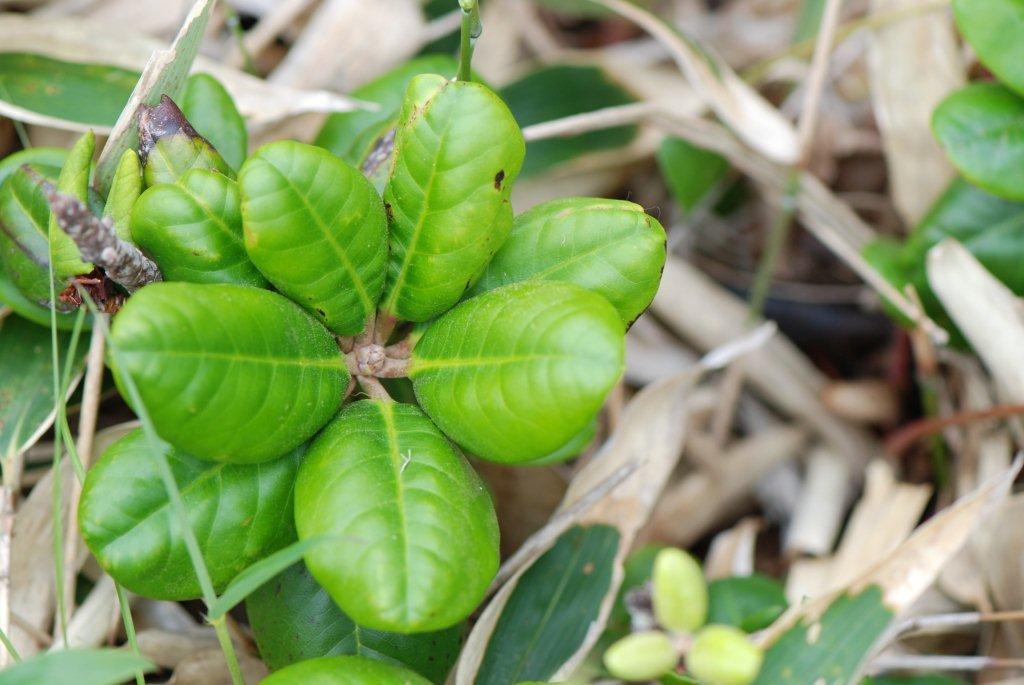  oval leaf of native brachycarpum v. roseum exquisitum. Foto: Yasuyuki Doi